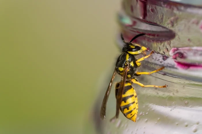 une guêpe sur un pot de confiture
