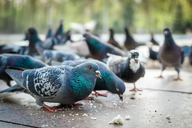 des pigeons picorent sur une place publique