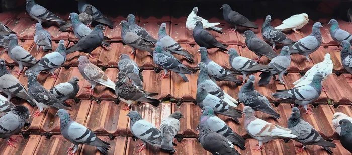 Dépigeonnage Lille/MEL et Hauts-de-France groupe de pigeons sur une toiture