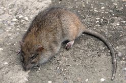 Un rat errant