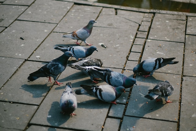Solutions de dépigeonnage face à l'invasion des pigeons des villes