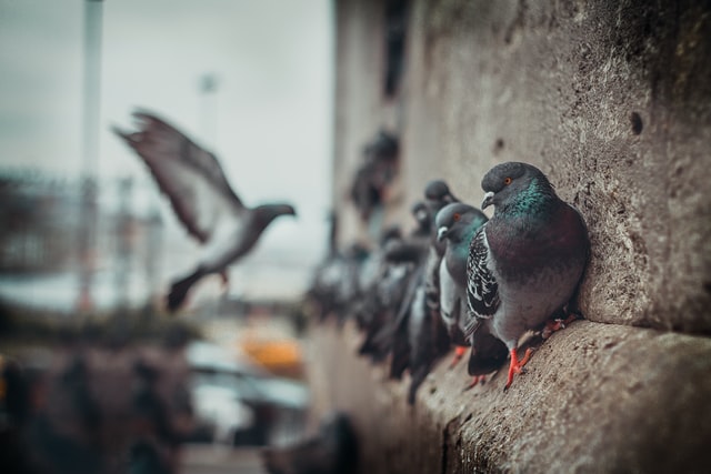 Les pigeons dégradent les batiments
